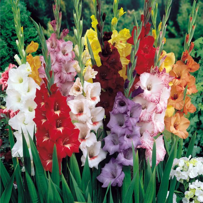 gladioluksen kukka
