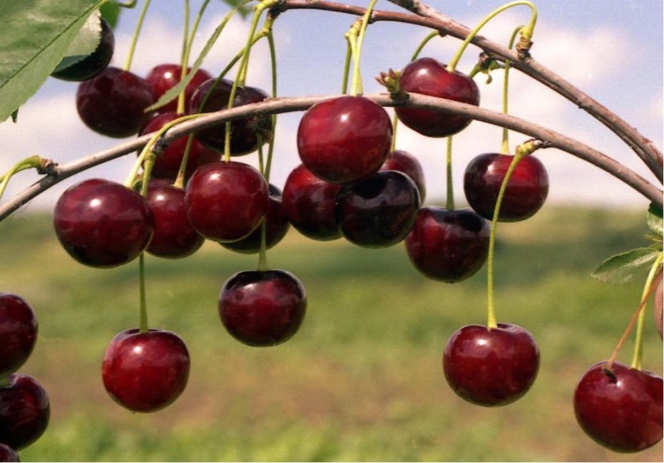 Cherry Dessert Frosty