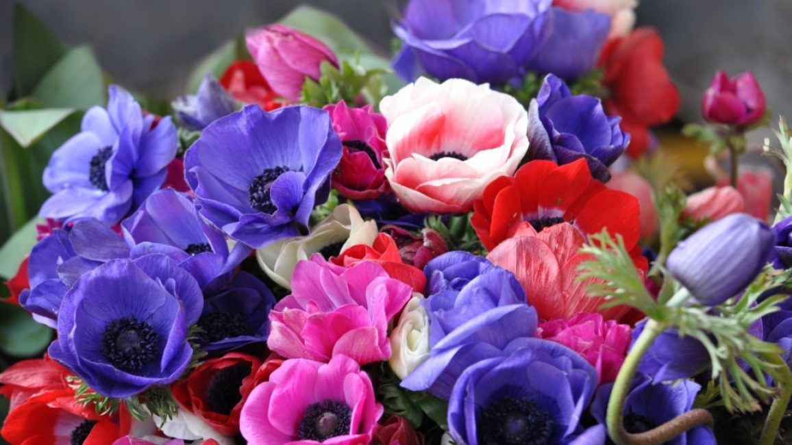 anemone kukkia