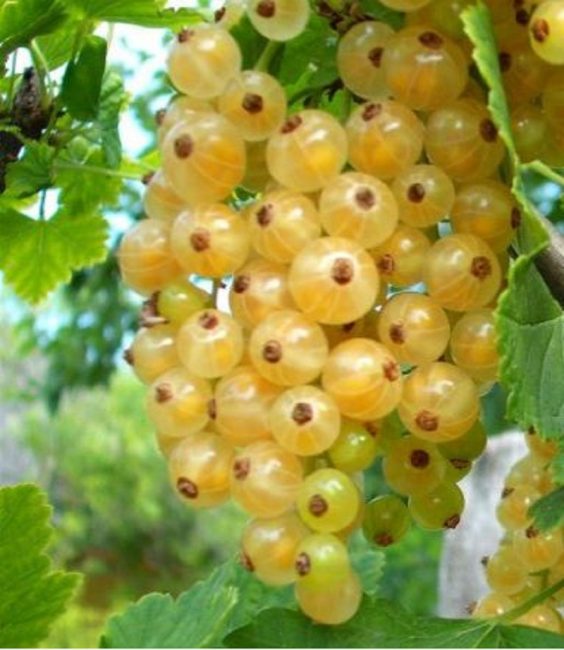 sort Smolyaninovskaya
