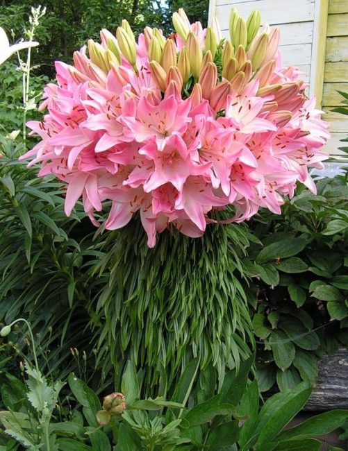 lily marlene