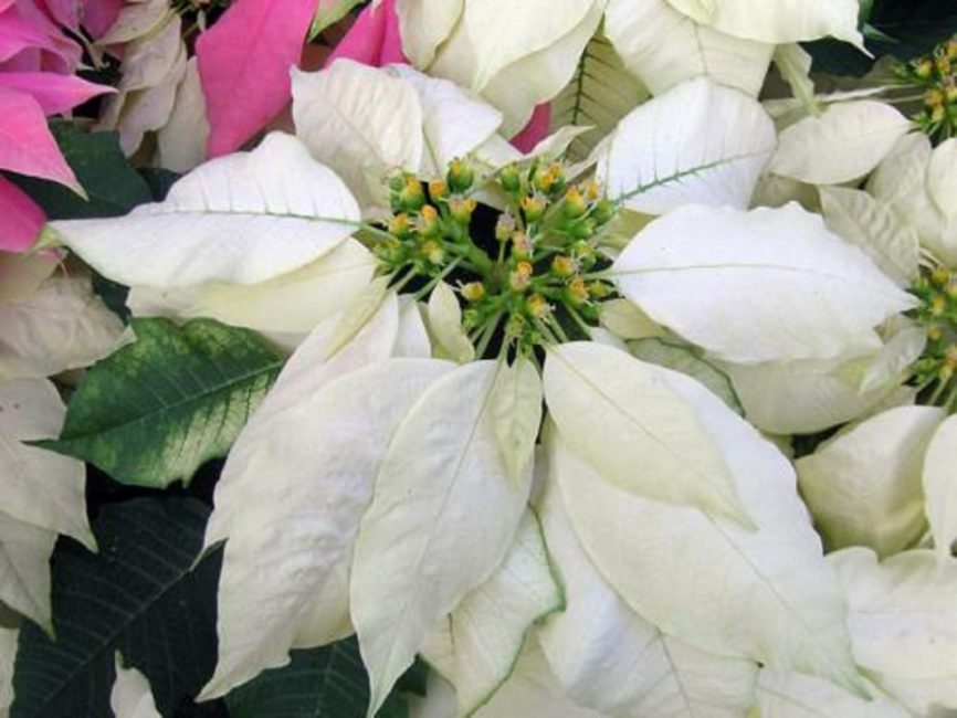 Blooming Cortez Blanco