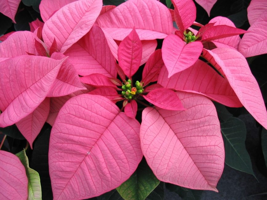 Pink Peterstar en etapa de floración activa