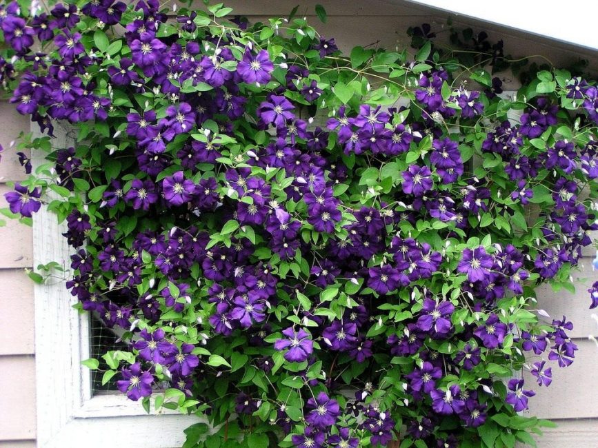 Clematis kukka