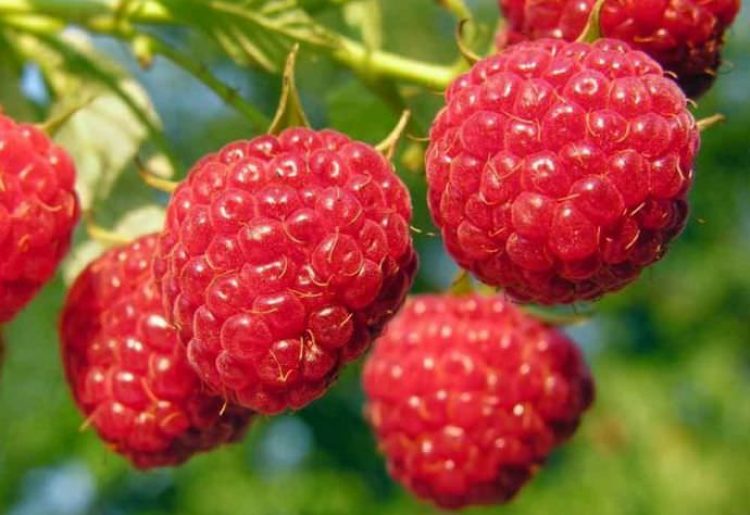 Variety Giant Moszkva