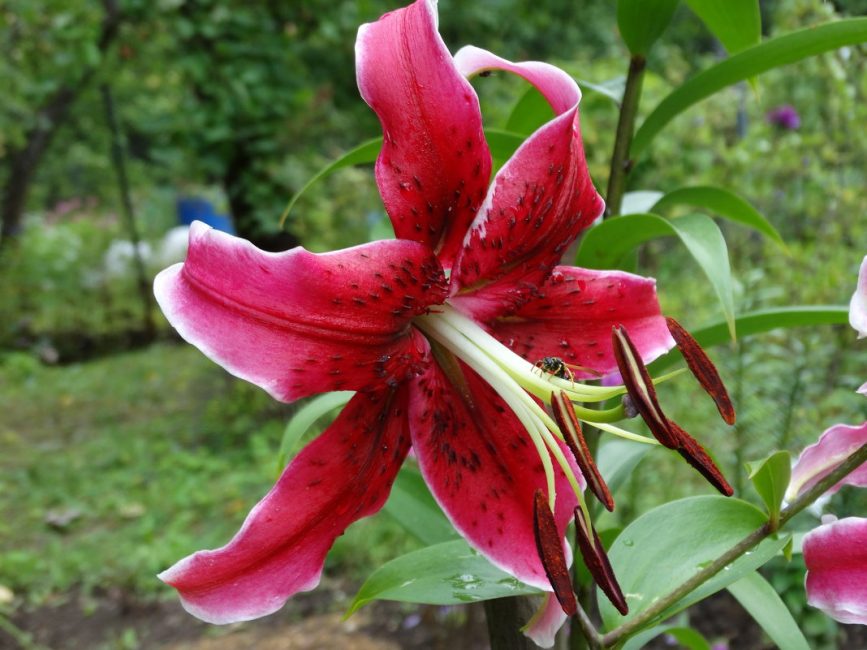 Miss Fairy Lily