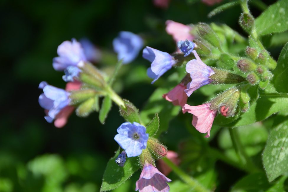 Lungwort kukkia
