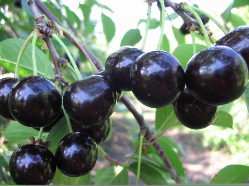 Cherry Black голям