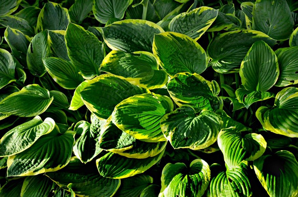 Hosta ve eğreltiotu gölgeli bir köşeyi süsleyecek