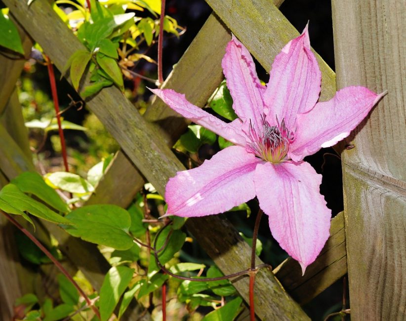 Clematis dikey bahçecilik için idealdir