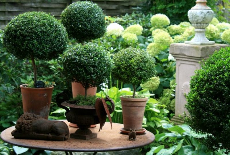 мирта у дома