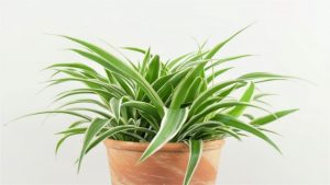 Chlorophytum home (120 Φωτογραφίες) - φροντίδα στο σπίτι, αναπαραγωγή, μεταμόσχευση, ασθένεια + Κριτικές