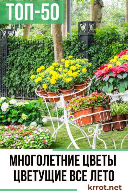 monivuotiset kukat