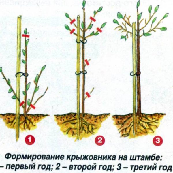 Формиране на багажника на цариградско грозде