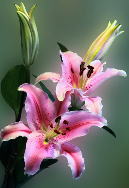 Les flors de lliri formen inflorescències.