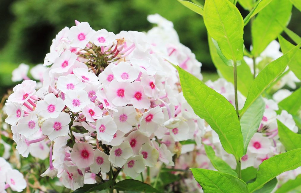 Phlox kukat