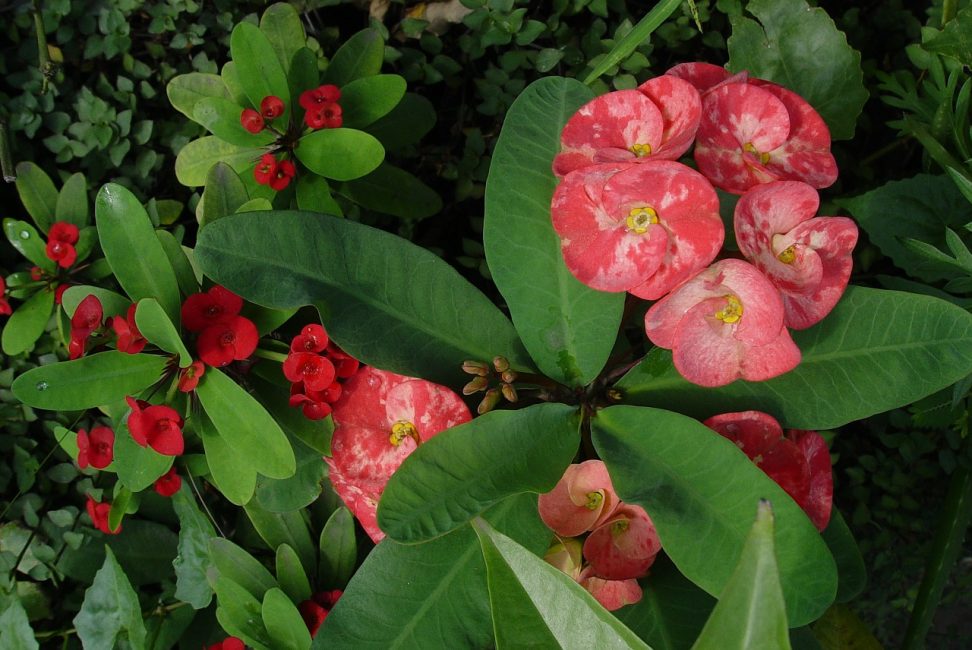 spurge kukka
