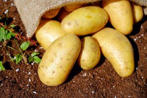 Patates: 73 en iyi çeşidin tanımı (Fotoğraf ve Video) + Bahçıvanlardan geri bildirim