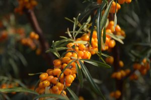 Espino cerval de mar: descripción, cultivo, propiedades útiles y contraindicaciones, tratamiento, preparaciones para el invierno: ¡una sinfonía de beneficios y sabor! (Foto Video) + Reseñas