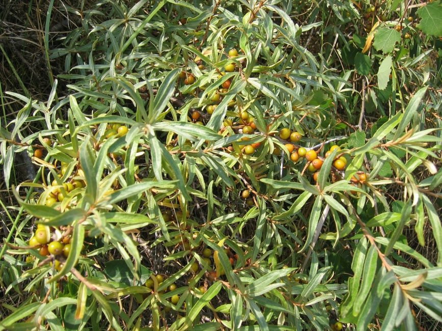 fulles d'arç de mar