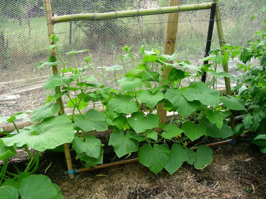 Arbusto creciente del pepino