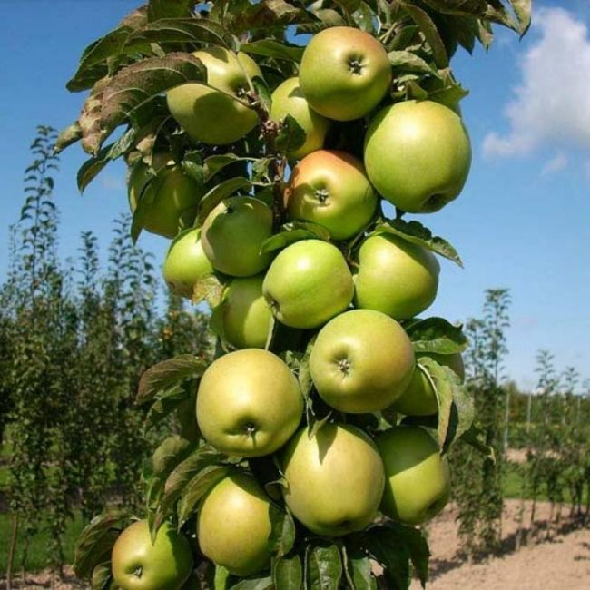 sütun başkanı