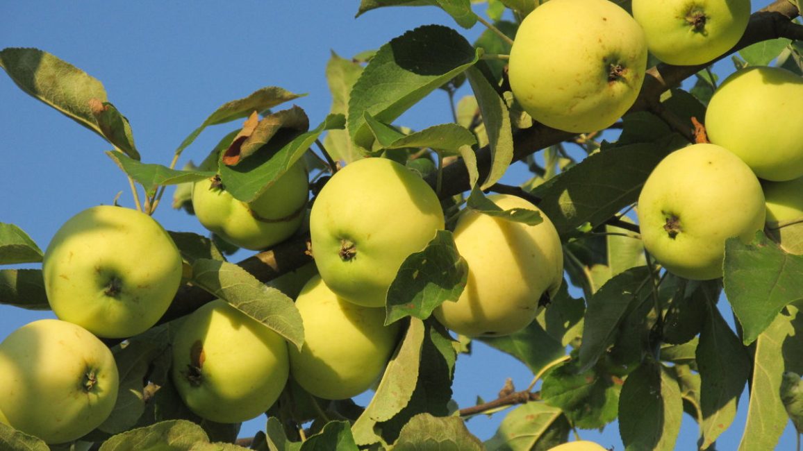 Beyaz dökülen elma ağacı