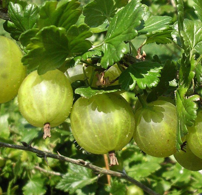 Донецк Първородно цариградско грозде