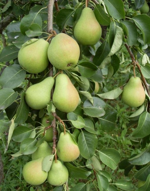 Metsän kauneus päärynä