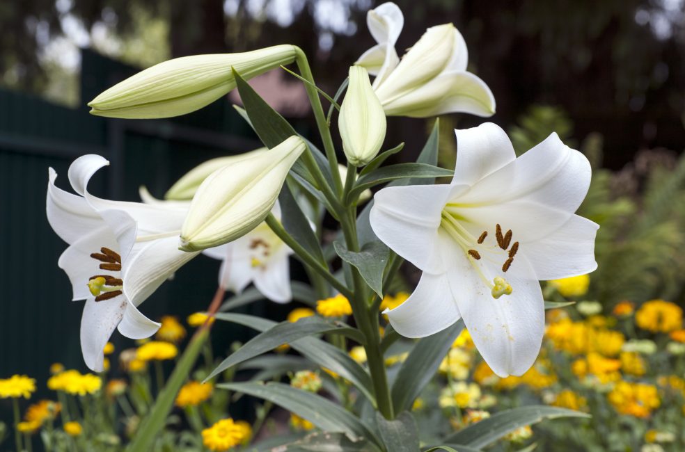 Lliri blanc (Lilium L.)