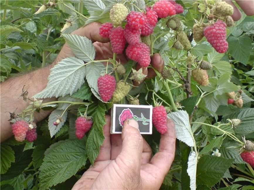 Tarusa fajta