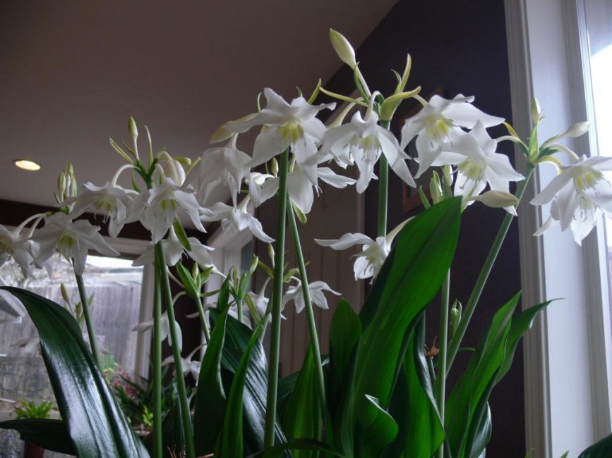 Eucharis - lliri interior