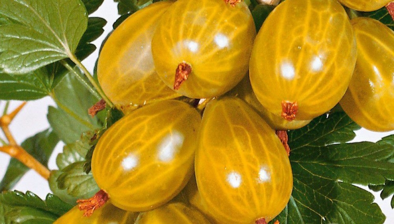 Сорт цариградско грозде Амбър