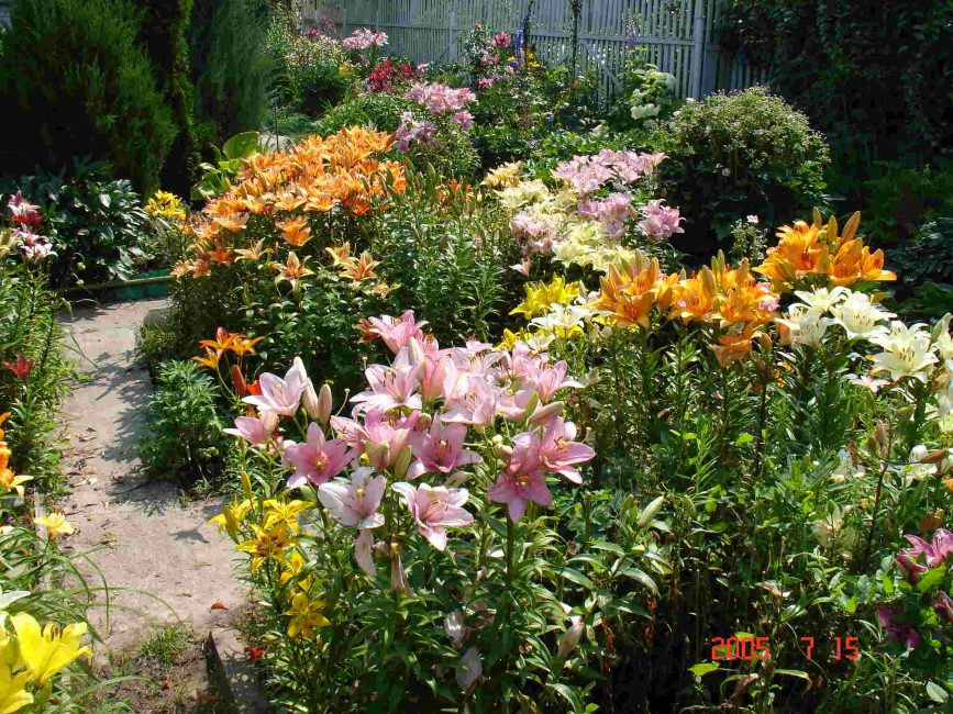 Llit de flors de lliris de diferents colors