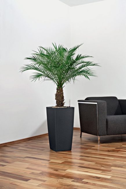 Palmera datilera