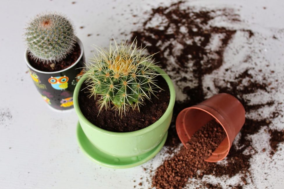 procés de trasplantament de cactus