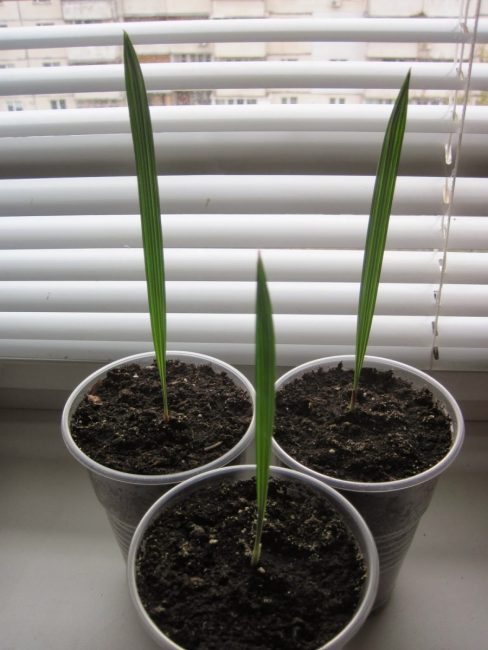 Plàntules joves de palmera datilera