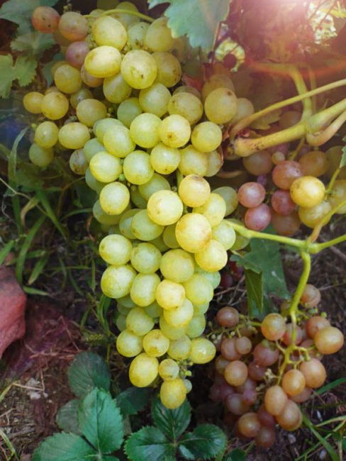 Muscat on erityisen varhainen rypälelajike