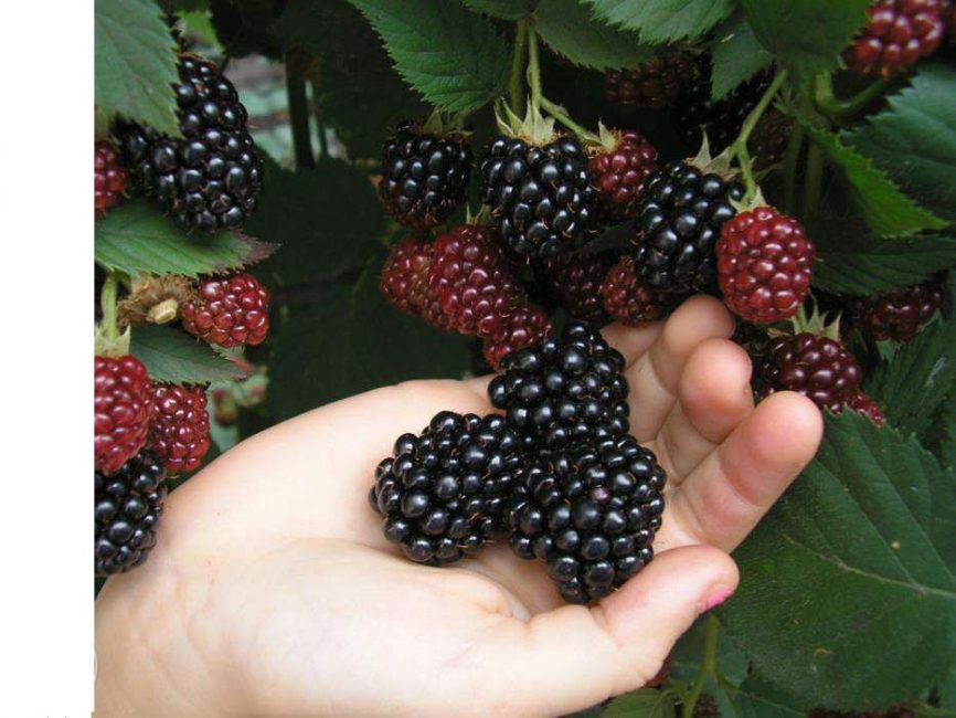 Сорт къпина Thornfree