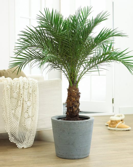 Palmera datilera
