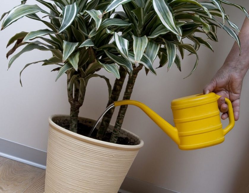 regar una palmera des d'una regadora