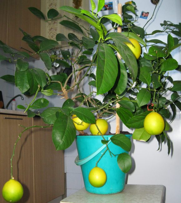 Tohumdan yetiştirilen limon aşılıdır ve zaten meyve verir.