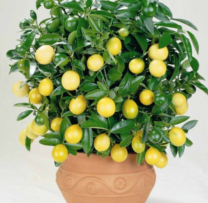 kapalı limon ağacı