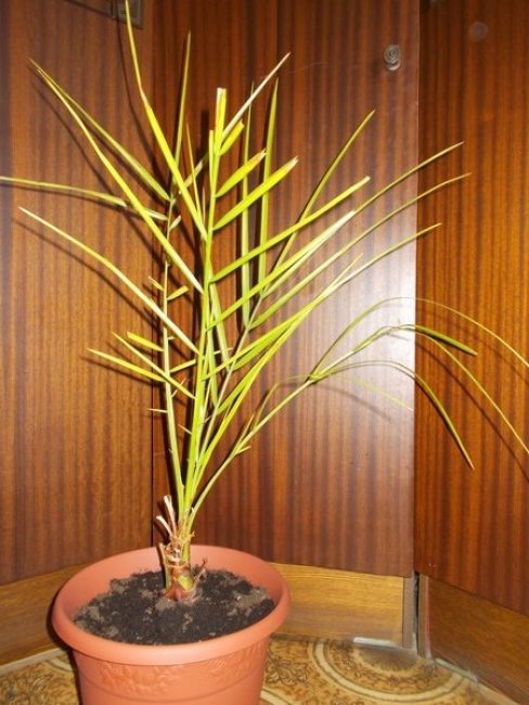 palmera datilera malalta