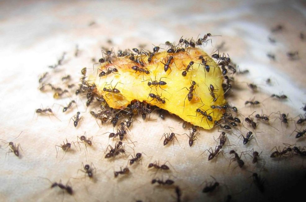 Si aparecieron hormigas en la casa, entonces hay algo para comer aquí.