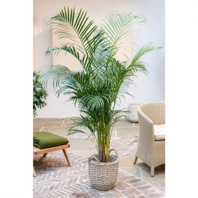 palmera datilera a la llum