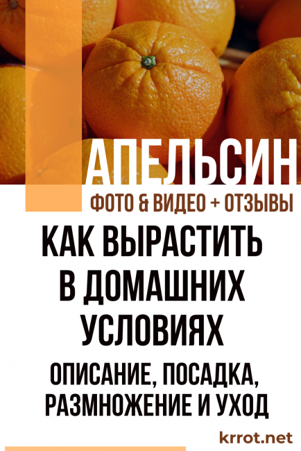Портокал у дома