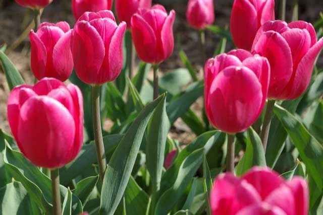 Tulip Christmas Marvel