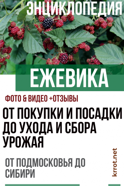 къпина