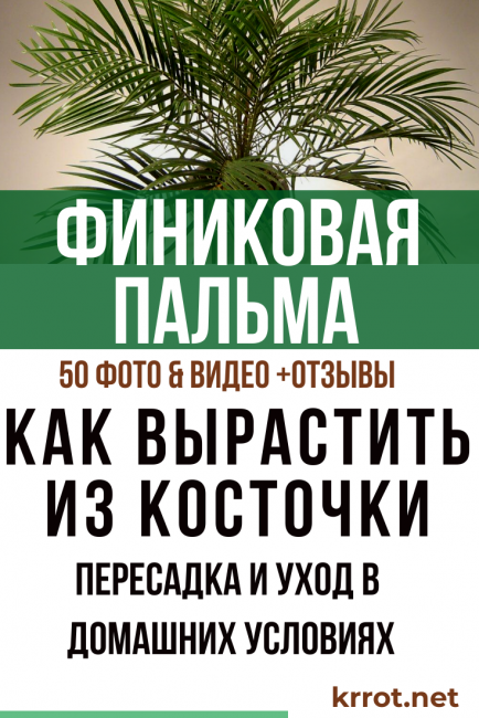 Palmera datilera a casa